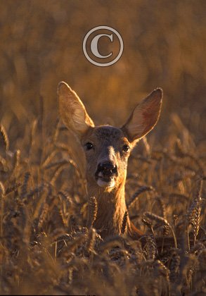 Roe Deer Doe DM0720